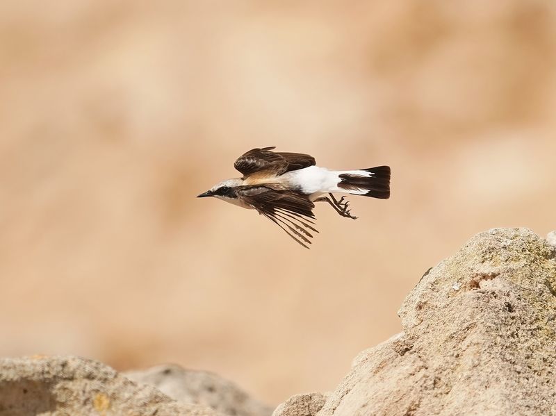 Oostelijke Blonde Tapuit / Eastern Black-eared Wheatear