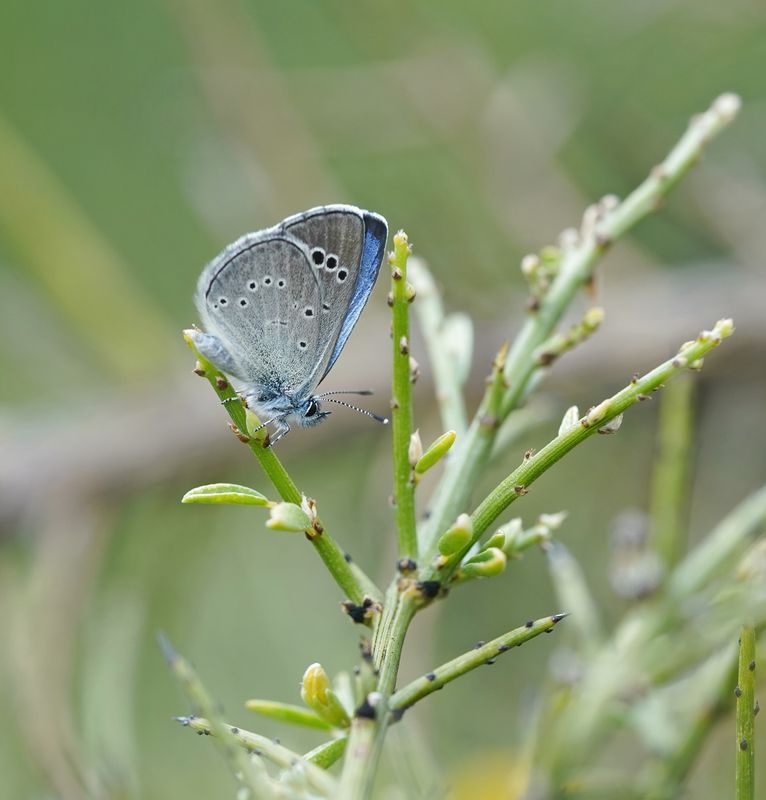 Cypriotisch Bloemenblauwtje / Paphos Blue