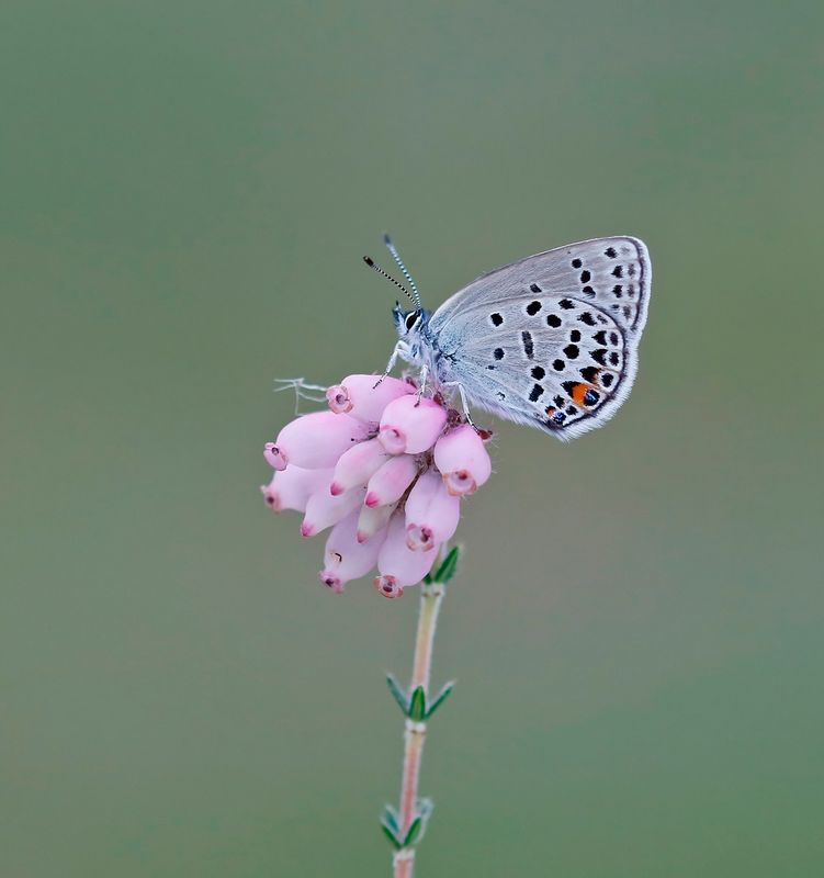 Veenbesblauwtje / Cranberry Blue