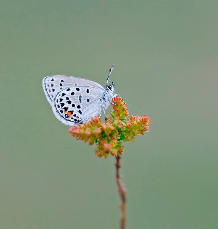 Veenbesblauwtje / Cranberry Blue