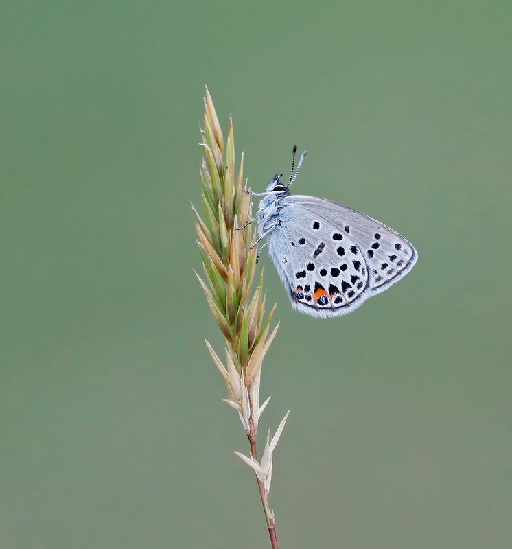Veenbesblauwtje / Cranberry Blue