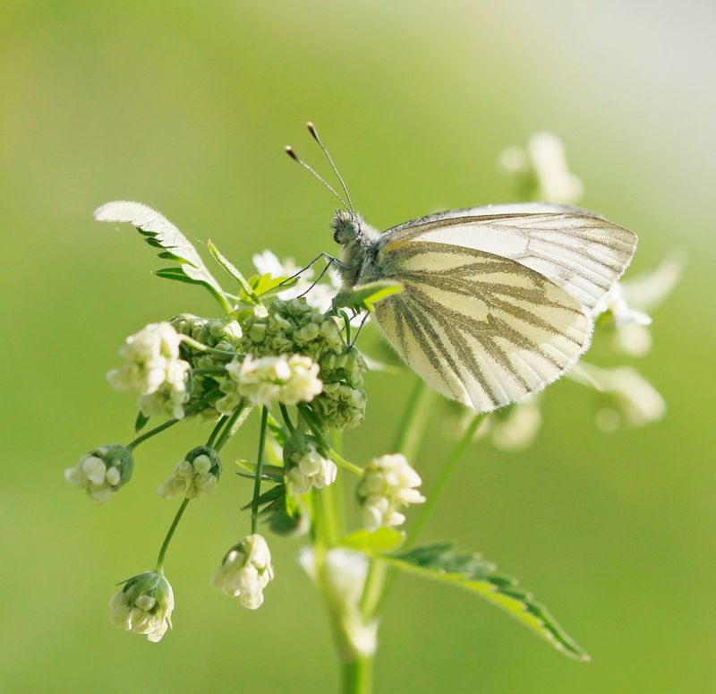 Klein Geaderd Witje / Green-veined White