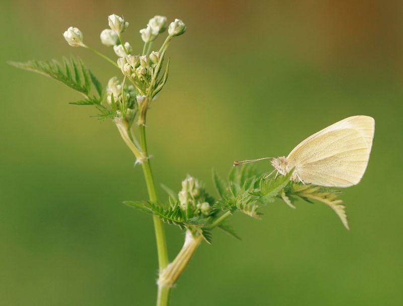 Klein Koolwitje / Small White