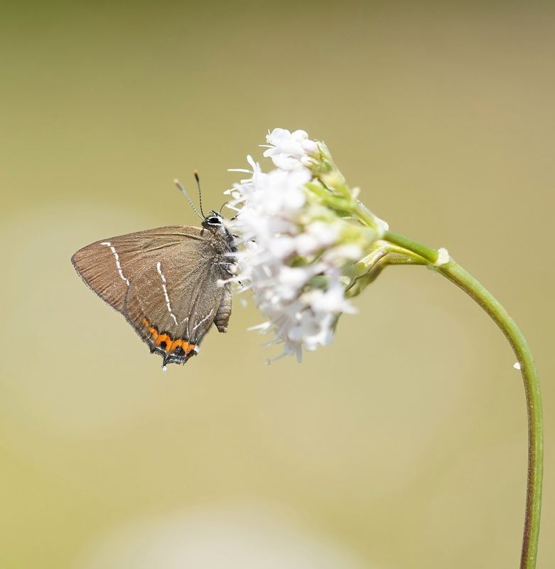 Iepenpage / White-letter Hairstreak