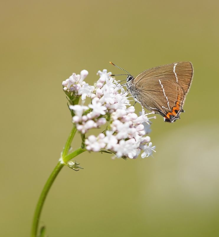 Iepenpage / White-letter Hairstreak