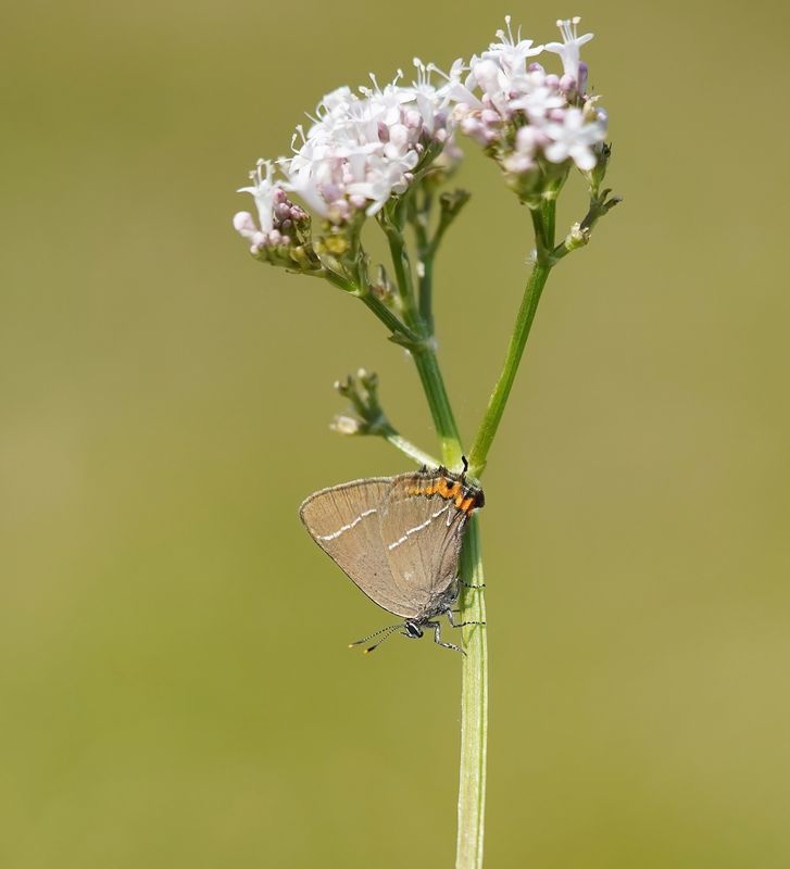 Iepenpage / White-letter Hairstreak