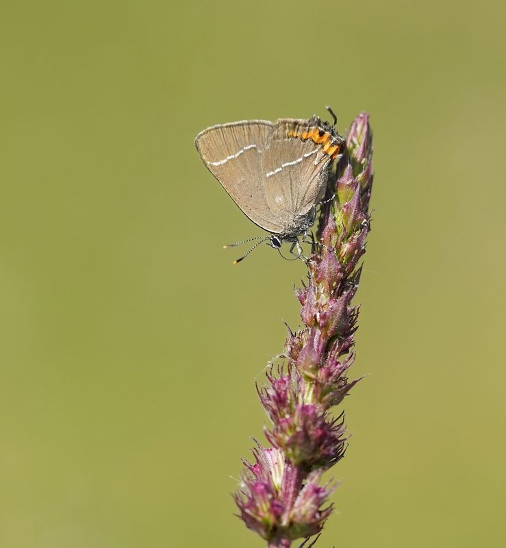 Iepenpage / White-letter Hairstreak
