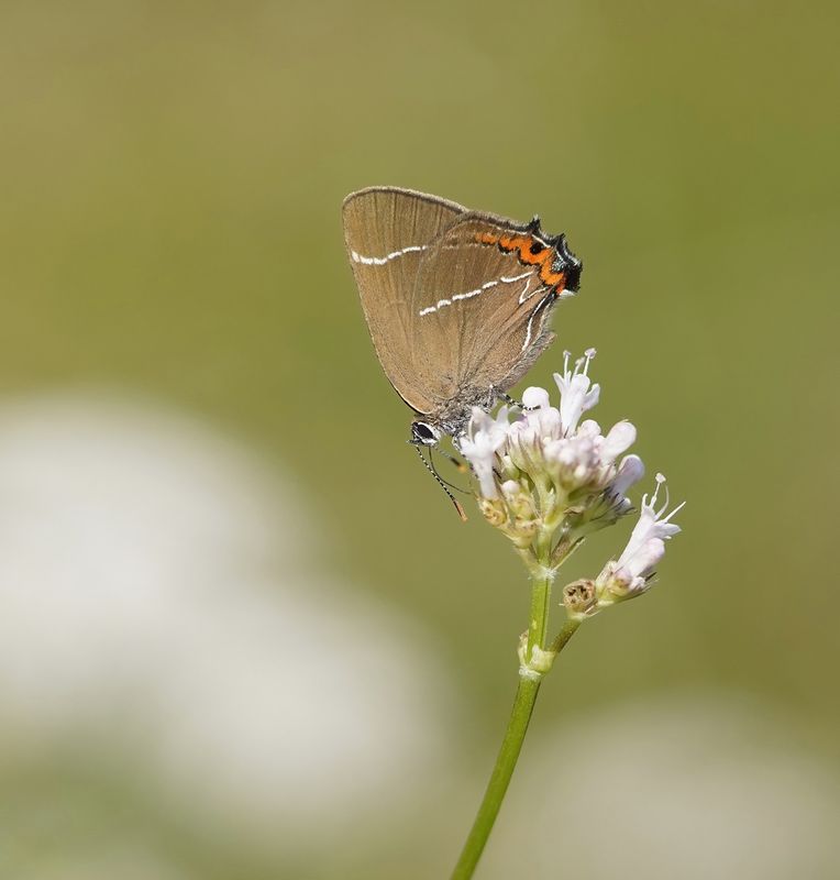 Iepenpage / White-letter Hairstreak