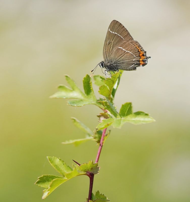 Iepenpage / White-letter Hairstreak