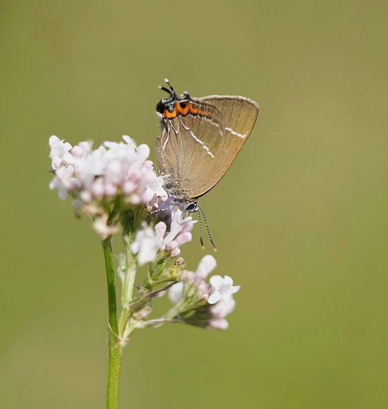 Iepenpage / White-letter Hairstreak