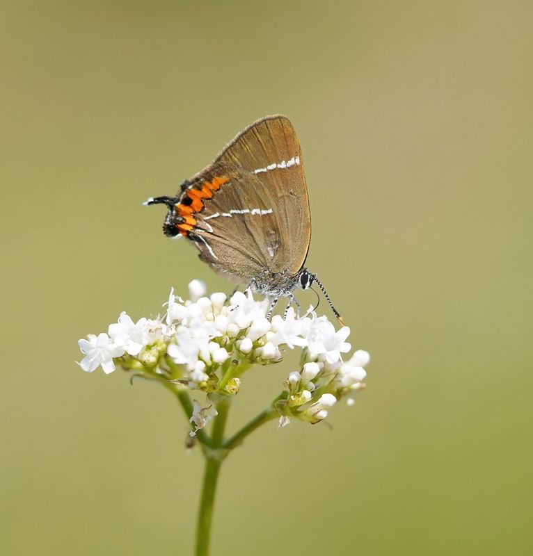 Iepenpage / White-letter Hairstreak