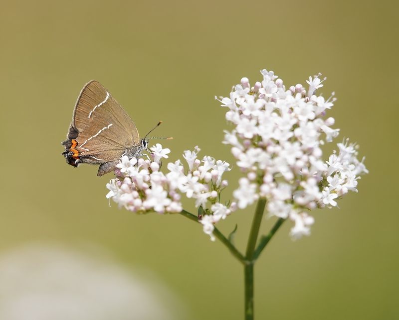 Iepenpage / White-letter Hairstreak