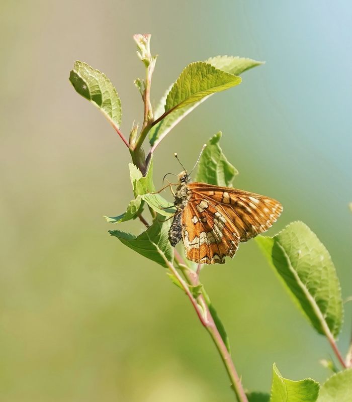 Roodbonte Parelmoervlinder / Scarce Fritillary