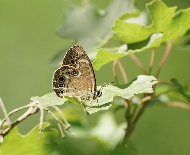 Boszandoog / Woodland Brown