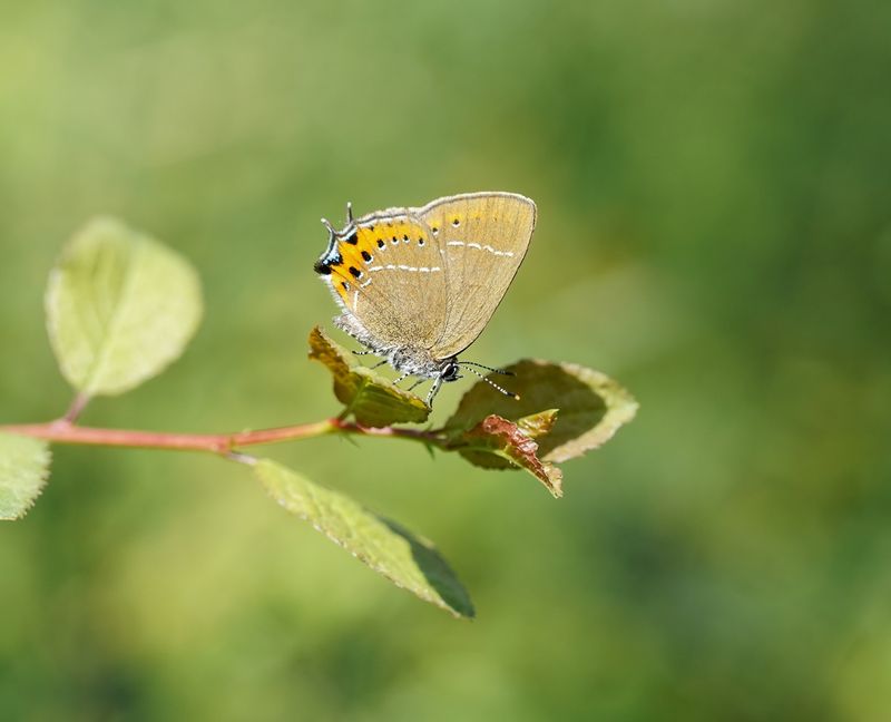 Pruimenpage / Black Hairstreak