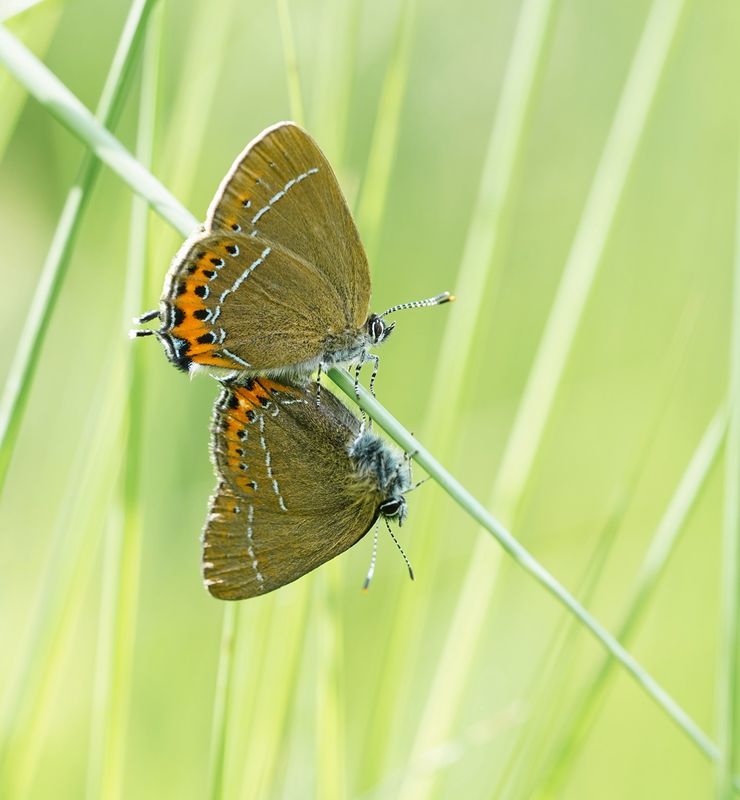 Pruimenpage / Black Hairstreak