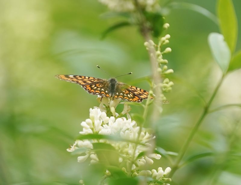 Roodbonte Parelmoervlinder / Scarce Fritillary