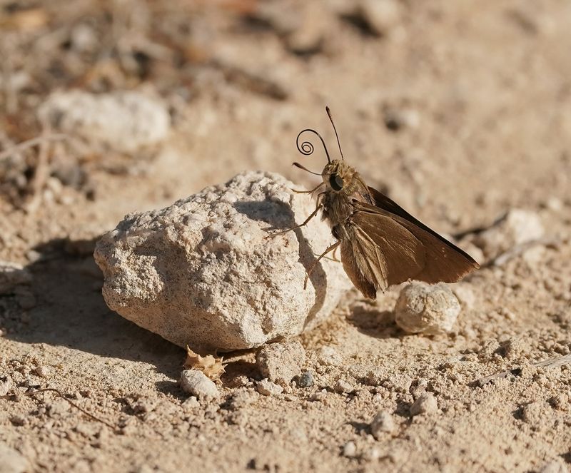 Gierstdikkopje / Millet Skipper