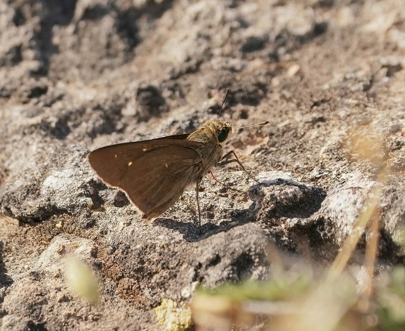 Gierstdikkopje / Millet Skipper