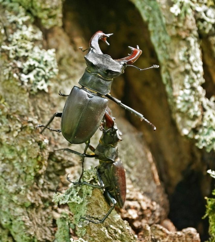 Vliegend Hert / Stag Beetle