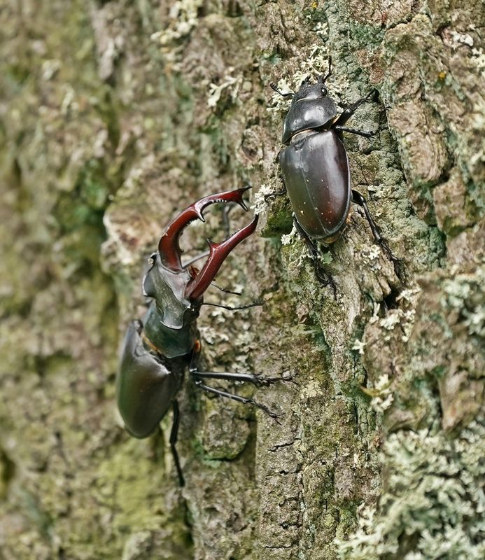 Vliegend Hert / Stag Beetle