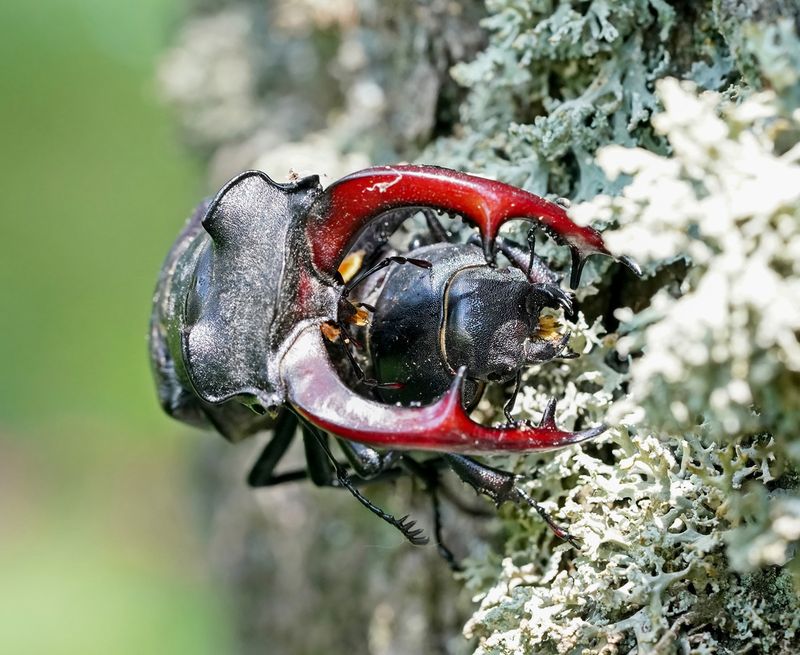 Vliegend Hert / Stag Beetle