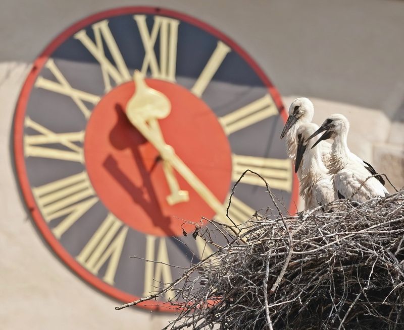 Ooievaar / White Stork