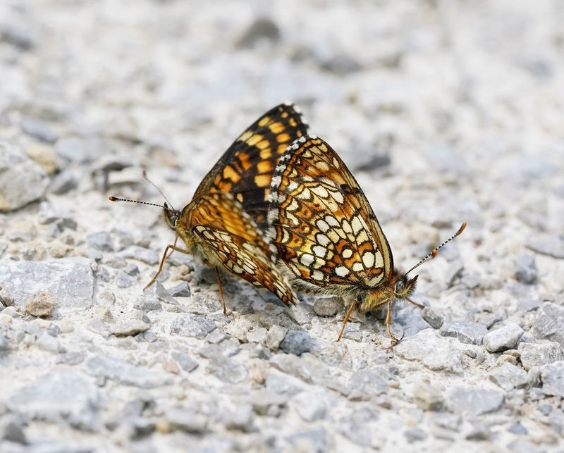 Woudparelmoervlinder / False Heath Fritillary