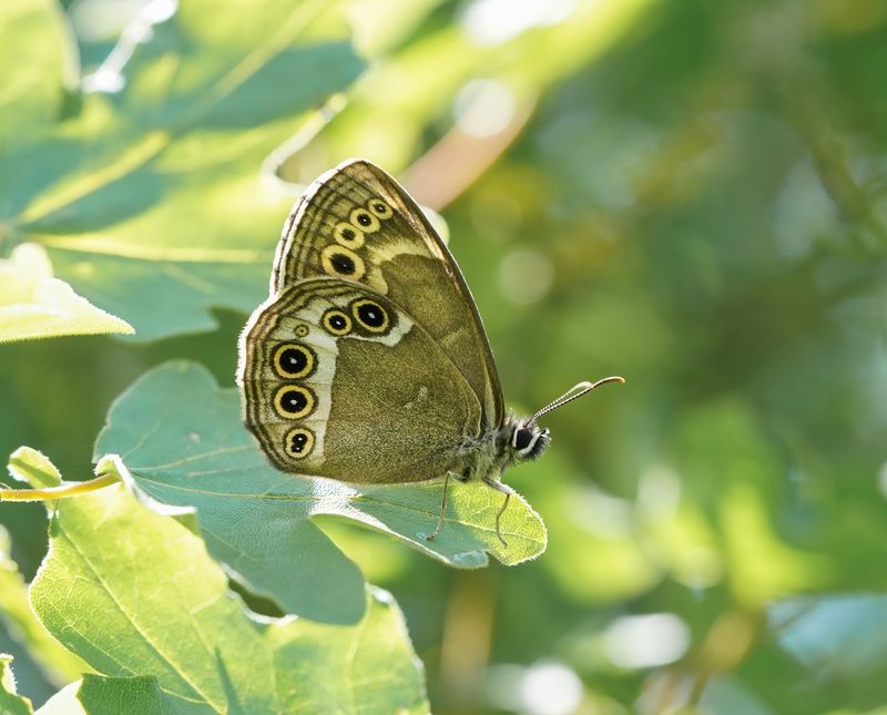 Boszandoog / Woodland Brown