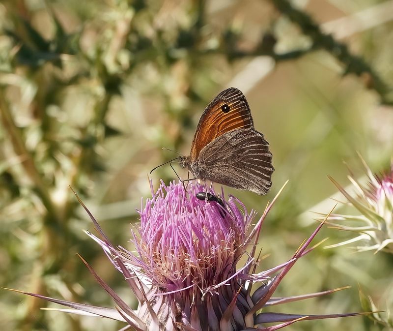 Zuidelijk Grauw Zandoogje / Oriental Meadow Brown