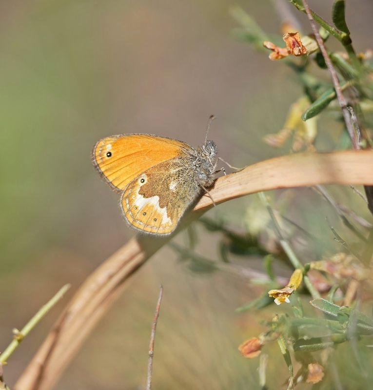 Corsicaans Hooibeestje / Corsican Heath
