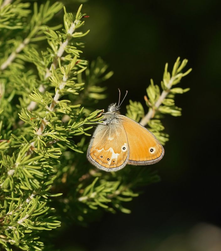 Corsicaans Hooibeestje / Corsican Heath