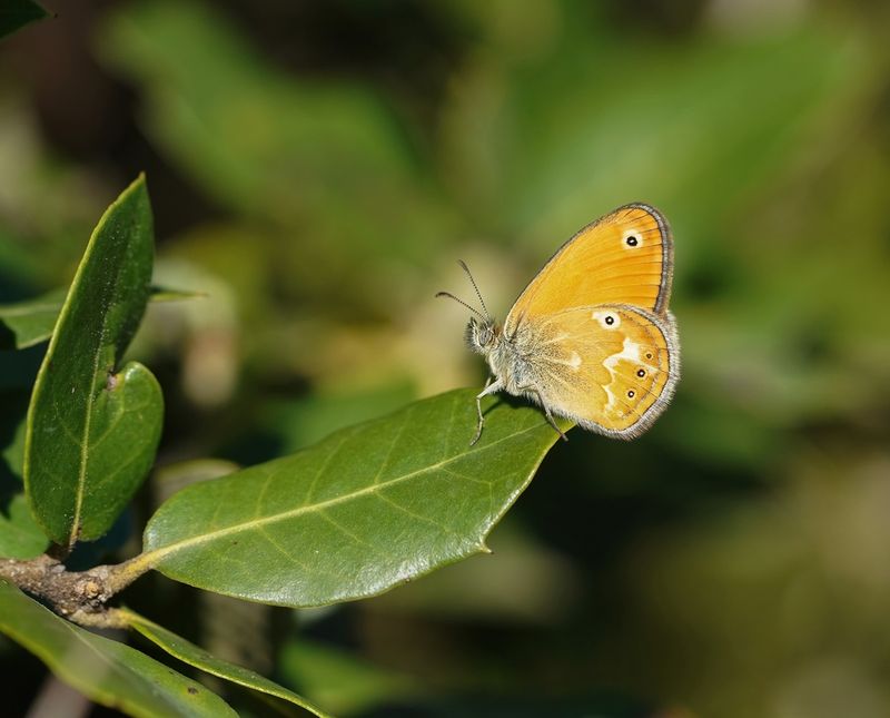Corsicaans Hooibeestje / Corsican Heath