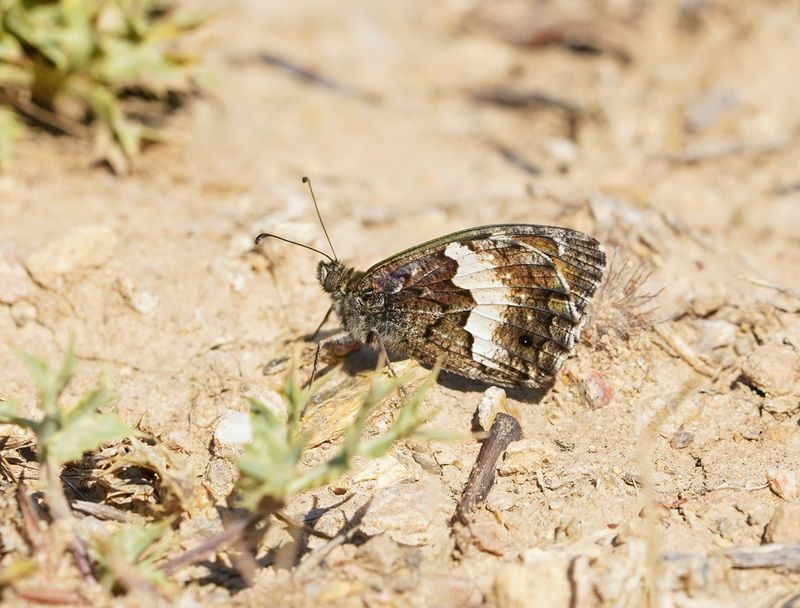 Corsicaanse Heivlinder / Corsican Grayling