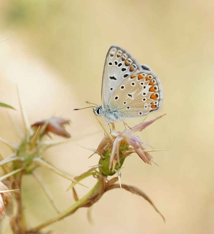 Icarusblauwtje / Common Blue