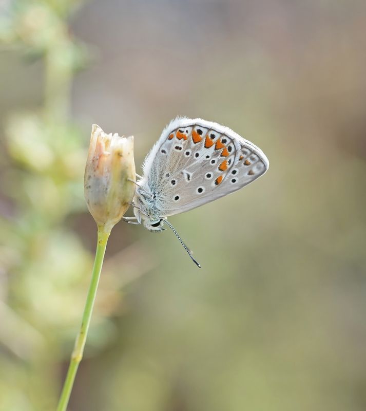 Icarusblauwtje / Common Blue