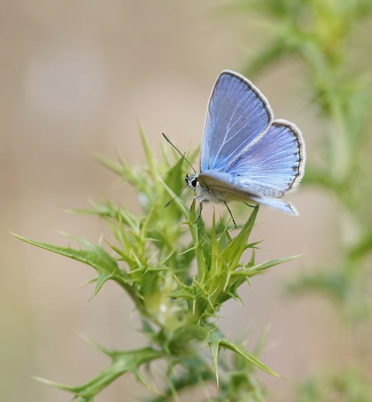 Icarusblauwtje / Common Blue