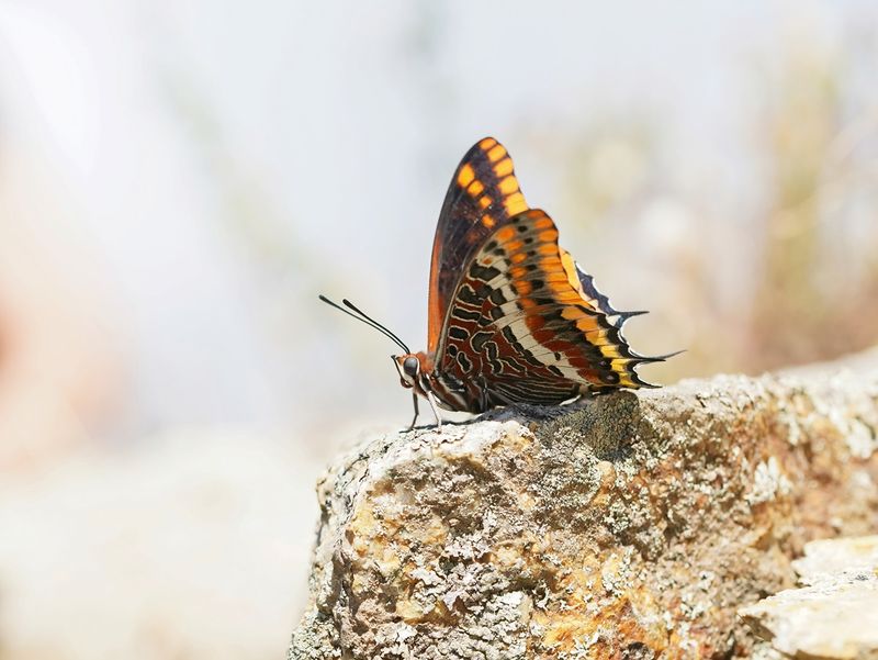 Pasja / Two-tailed Pasha