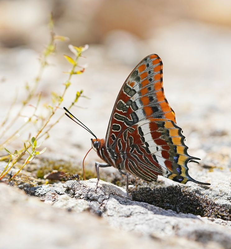 Pasja / Two-tailed Pasha