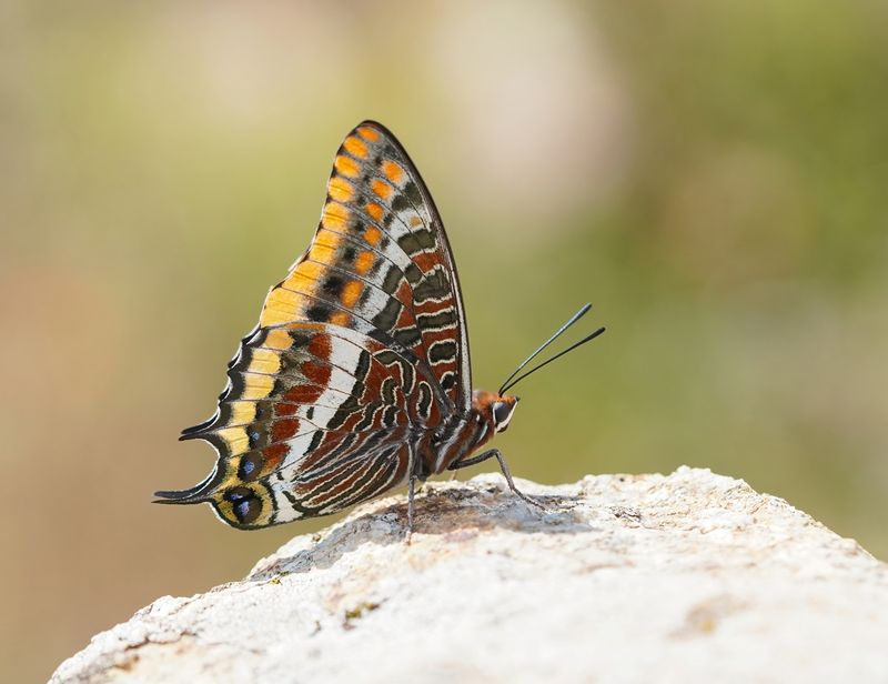 Pasja / Two-tailed Pasha