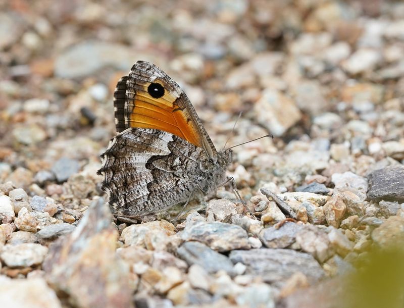 Zuidelijke Heivlinder / Southern Grayling