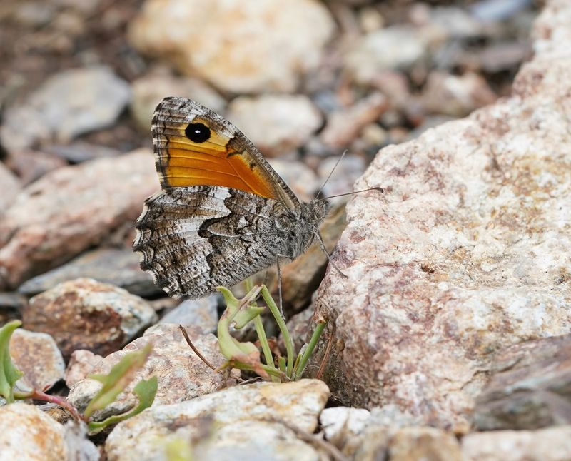 Zuidelijke Heivlinder / Southern Grayling