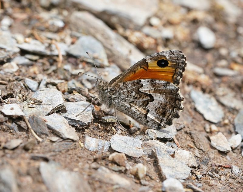 Zuidelijke Heivlinder / Southern Graylingg