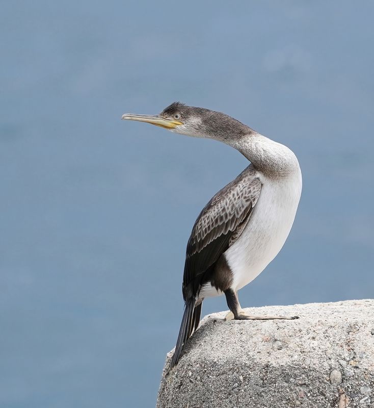 Kuifaalscholver / European Shag