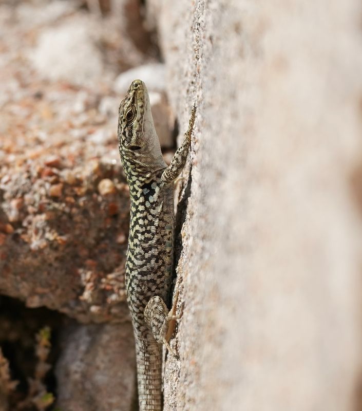Ruïnehagedis / Italian Wall Lizard, Ruin Lizard, or İstanbul Lizard