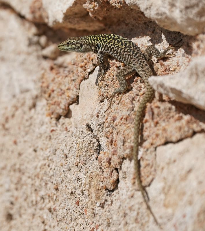 Ruïnehagedis / Italian Wall Lizard, Ruin Lizard, or İstanbul Lizard