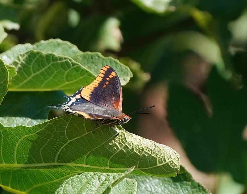 Pasja / Two-tailed Pasha