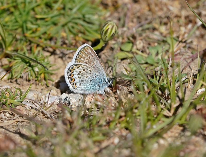 Corsicaans Heideblauwtje / Corsican Silver Studded Blue
