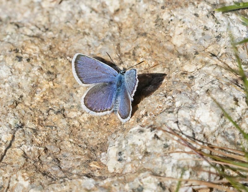 Corsicaans Heideblauwtje / Corsican Silver Studded Blue