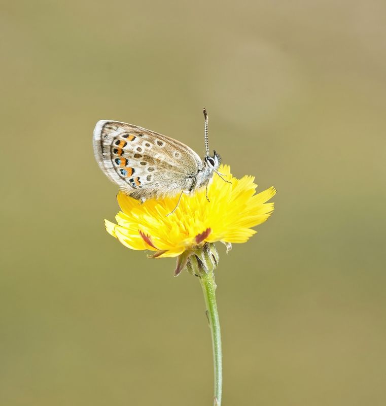 Corsicaans Heideblauwtje / Corsican Silver Studded Blue